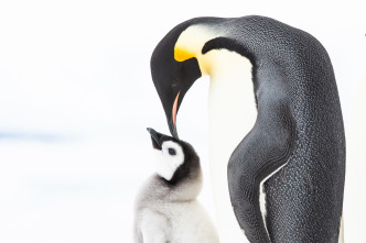 Imagen de Pingüinos - 3