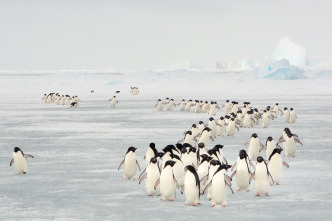 Imagen de Pingüinos - 5