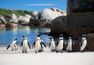 Imagen de Pingüinos - 6