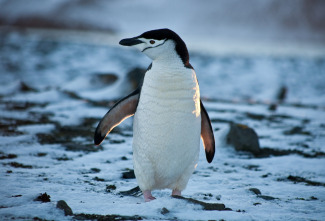 Imagen de Pingüinos - 7