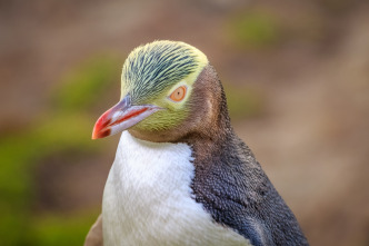 Imagen de Pingüinos - 9