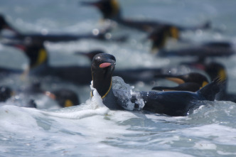 Imagen de Pingüinos - 10
