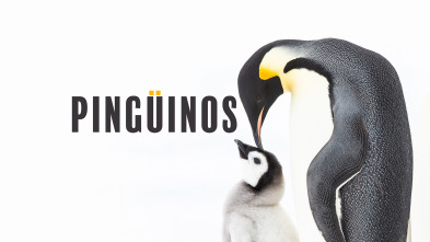 Imagen de Pingüinos - 2