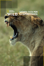 Imagen de Leones: caza por la supervivencia - 1