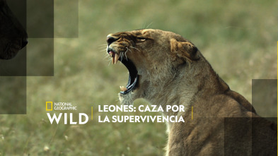 Imagen de Leones: caza por la supervivencia - 7
