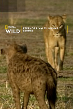 Imagen de Eternos rivales: hienas y leones - 1