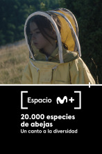 Imagen de Espacio M+ (T1): 20.000 especies de abejas - 1