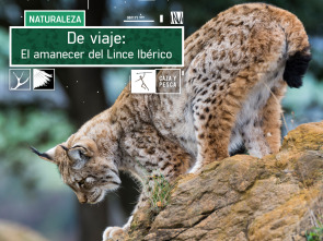 Imagen de De viaje: el amanecer del Lince ibérico - 2