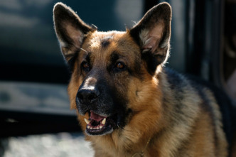 Imagen de Hudson y Rex (T5): Ep.5 El buen pastor - 1