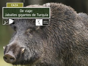 Imagen de De viaje:  Jabalíes gigantes de Turquía - 2