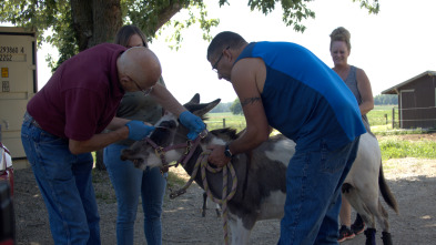 Imagen de El Increíble Doctor Pol: El Dr. Pol va a Washington - 1