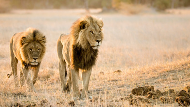 Imagen de Savage Kingdom: Madre de leones - 1