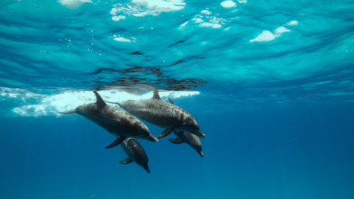 Imagen de Ballenas con Steve...: Las ballenas y nosotros - 2
