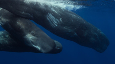 Imagen de Ballenas con Steve...: Las ballenas y nosotros - 5