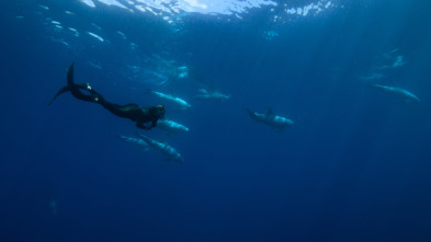 Imagen de Ballenas con Steve...: Las ballenas y nosotros - 6