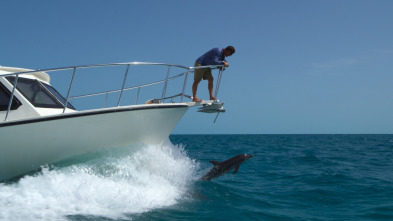 Imagen de Ballenas con Steve...: Las ballenas y nosotros - 7