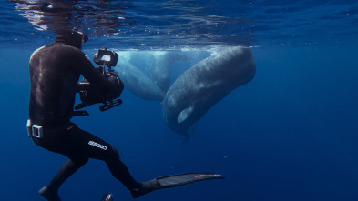 Imagen de Ballenas con Steve...: Las ballenas y nosotros - 11