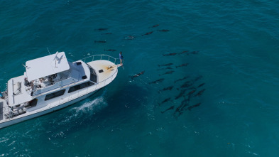 Imagen de Ballenas con Steve...: Las ballenas y nosotros - 13