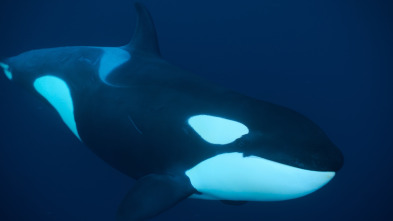 Imagen de Ballenas con Steve...: Cazadoras - 2