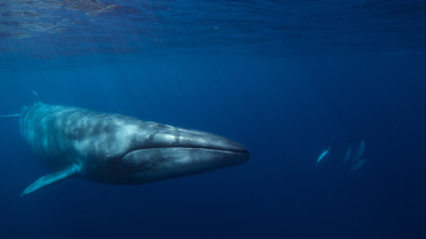 Imagen de Ballenas con Steve...: Cazadoras - 9
