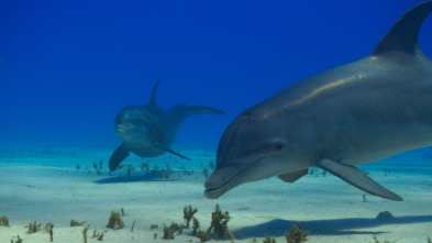 Imagen de Ballenas con Steve...: Cazadoras - 11