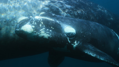 Imagen de Ballenas con Steve...: Viajeras - 4