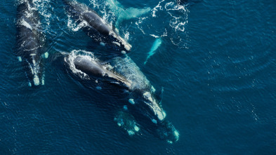 Imagen de Ballenas con Steve...: Viajeras - 10