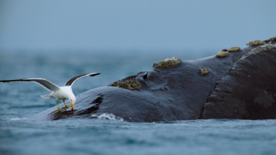 Imagen de Ballenas con Steve...: Viajeras - 13