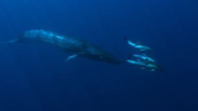 Imagen de Ballenas con Steve...: Viajeras - 15