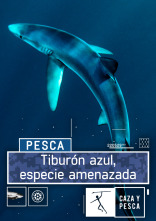 Imagen de Tiburón azul, especie amenazada - 1