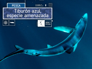 Imagen de Tiburón azul, especie amenazada - 2
