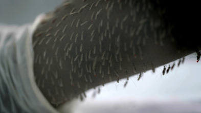 Imagen de La batalla contra la malaria - 13