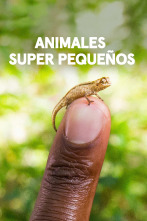 Imagen de Animales súper pequeños - 1