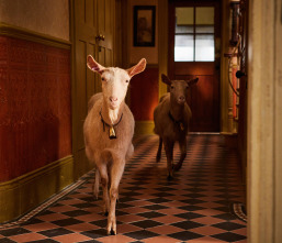 Imagen de Todas las criaturas grandes y pequeñas (T4) - 3