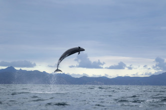 Imagen de Mamíferos: En el agua - 2