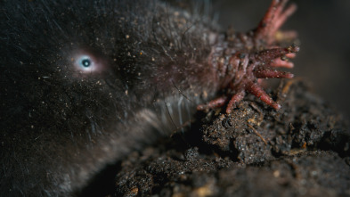 Imagen de Mamíferos: En el agua - 4