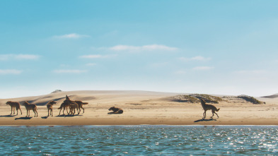 Imagen de Mamíferos: En el agua - 8