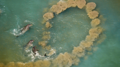 Imagen de Mamíferos: En el agua - 10