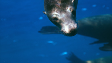 Imagen de Mamíferos: En el agua - 12