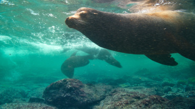 Imagen de Mamíferos: En el agua - 13
