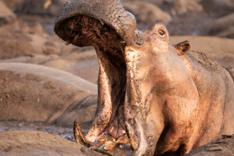 Imagen de Mamíferos: En extinción - 1