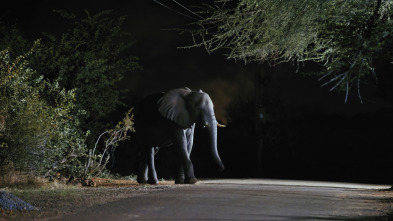 Imagen de Mamíferos: En extinción - 15
