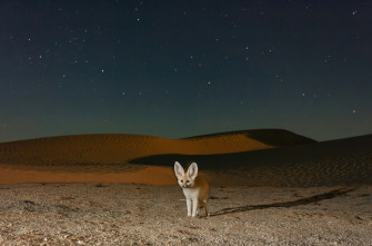 Imagen de Mamíferos: En la noche - 1