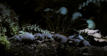 Imagen de Mamíferos: En la noche - 9