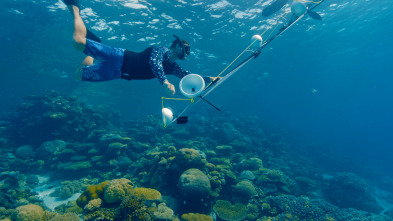 Imagen de Barreras de coral en peligro - 7
