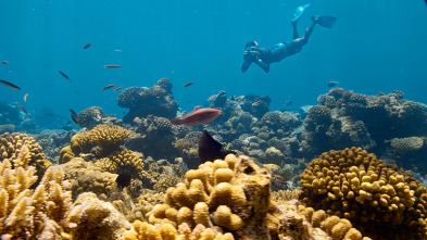 Imagen de Barreras de coral en peligro - 8