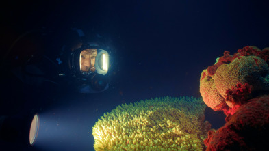 Imagen de Barreras de coral en peligro - 9