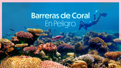 Imagen de Barreras de coral en peligro - 2