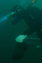 Imagen de La pesca del oro (T6): Oro frío - 1