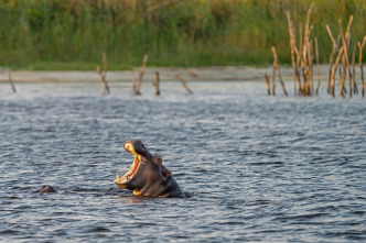 Imagen de Hipopótamos y...: Hipopótamos con Steve Backshall I - 1